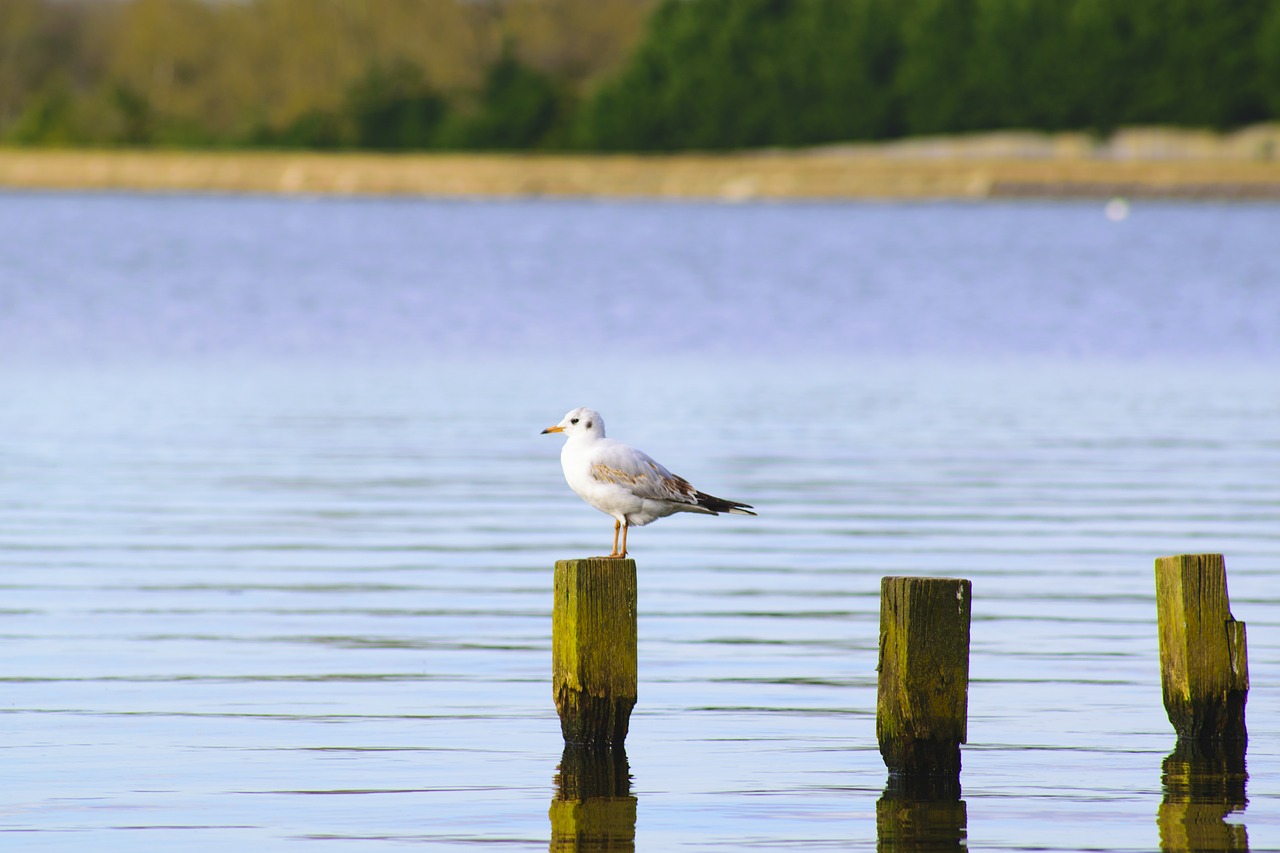 bird gull nature free photo