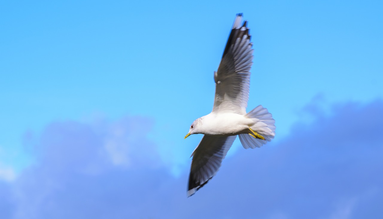 bird gull nature free photo