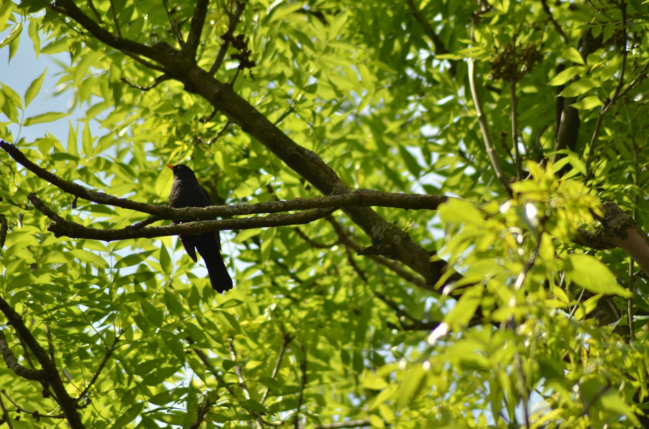 bird tree green free photo