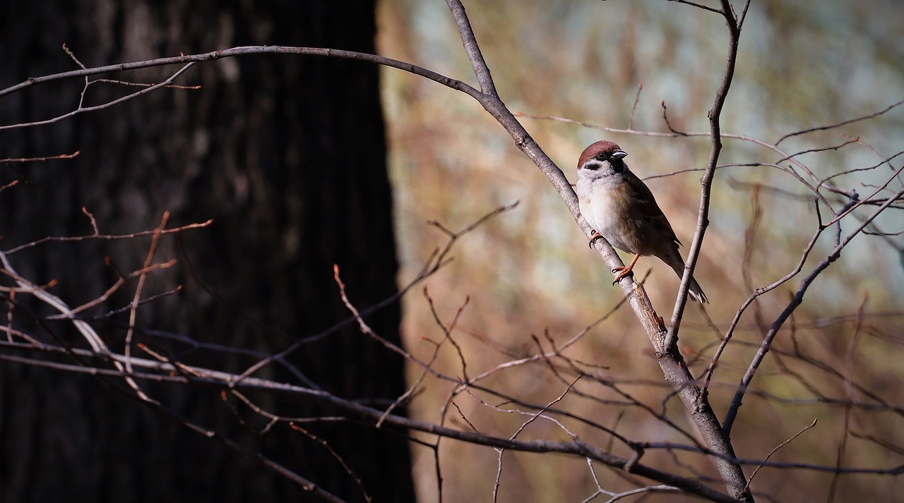 bird animal perched free photo