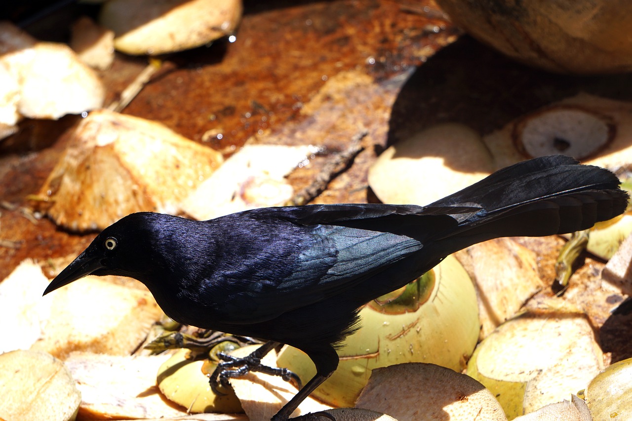 bird black troepiaal free photo