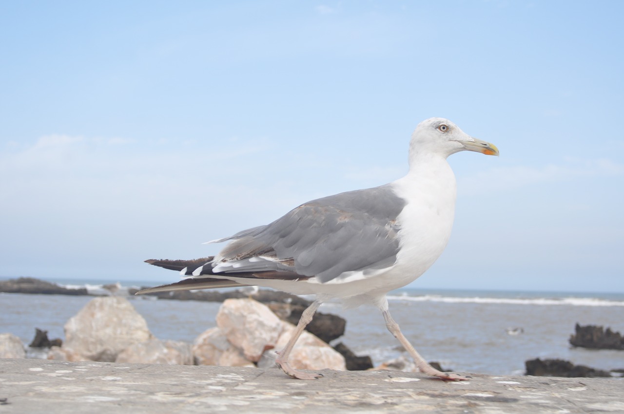 bird sea fauna free photo