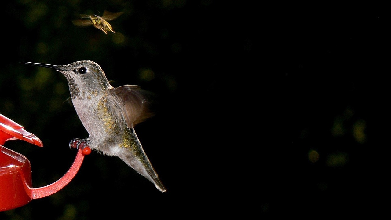 bird bee hummingbird free photo