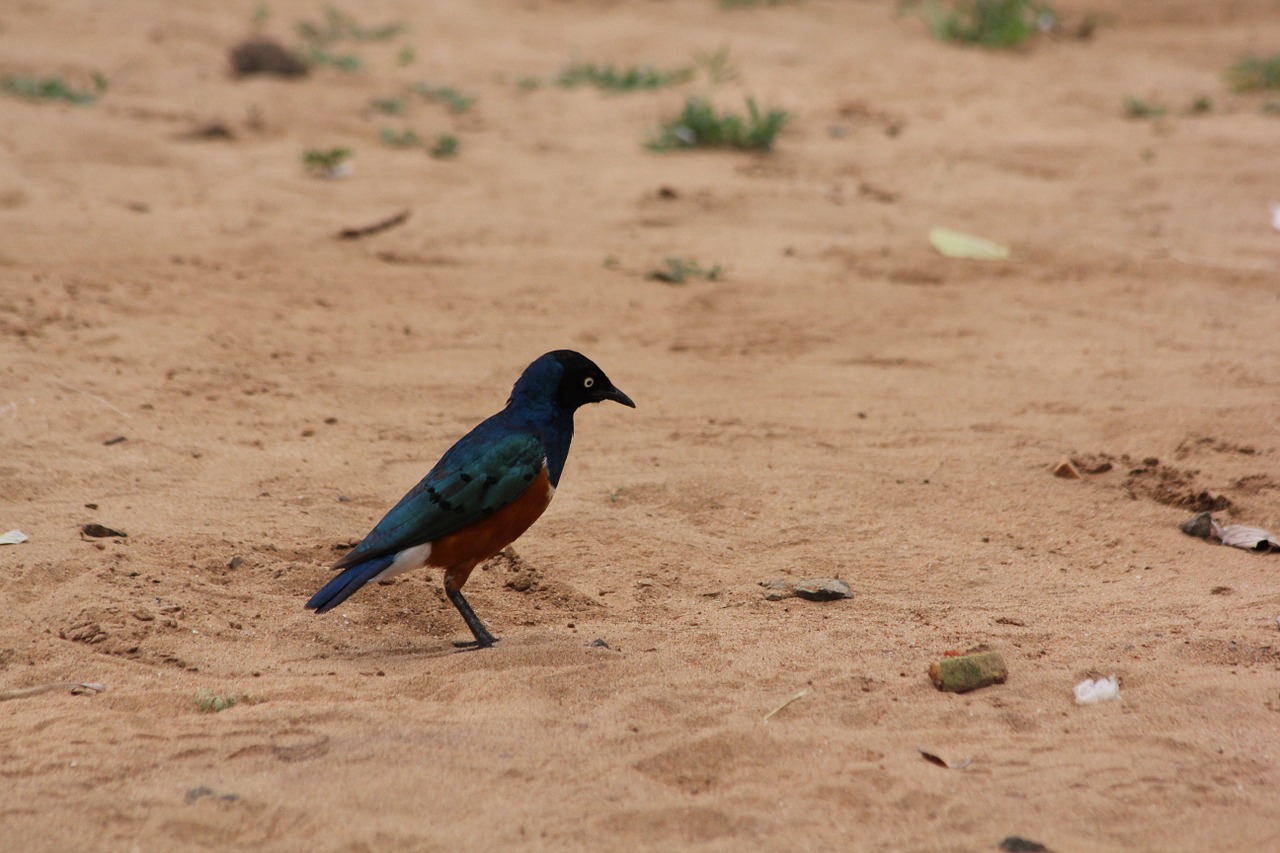 bird africa tanzania free photo