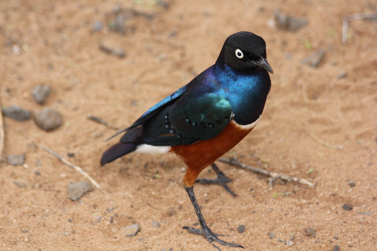 bird africa tanzania free photo