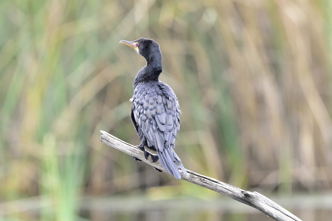 bird nature animal free photo