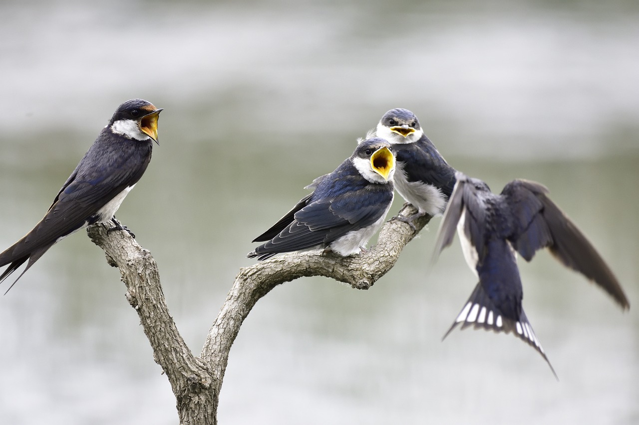 bird feeding nature free photo