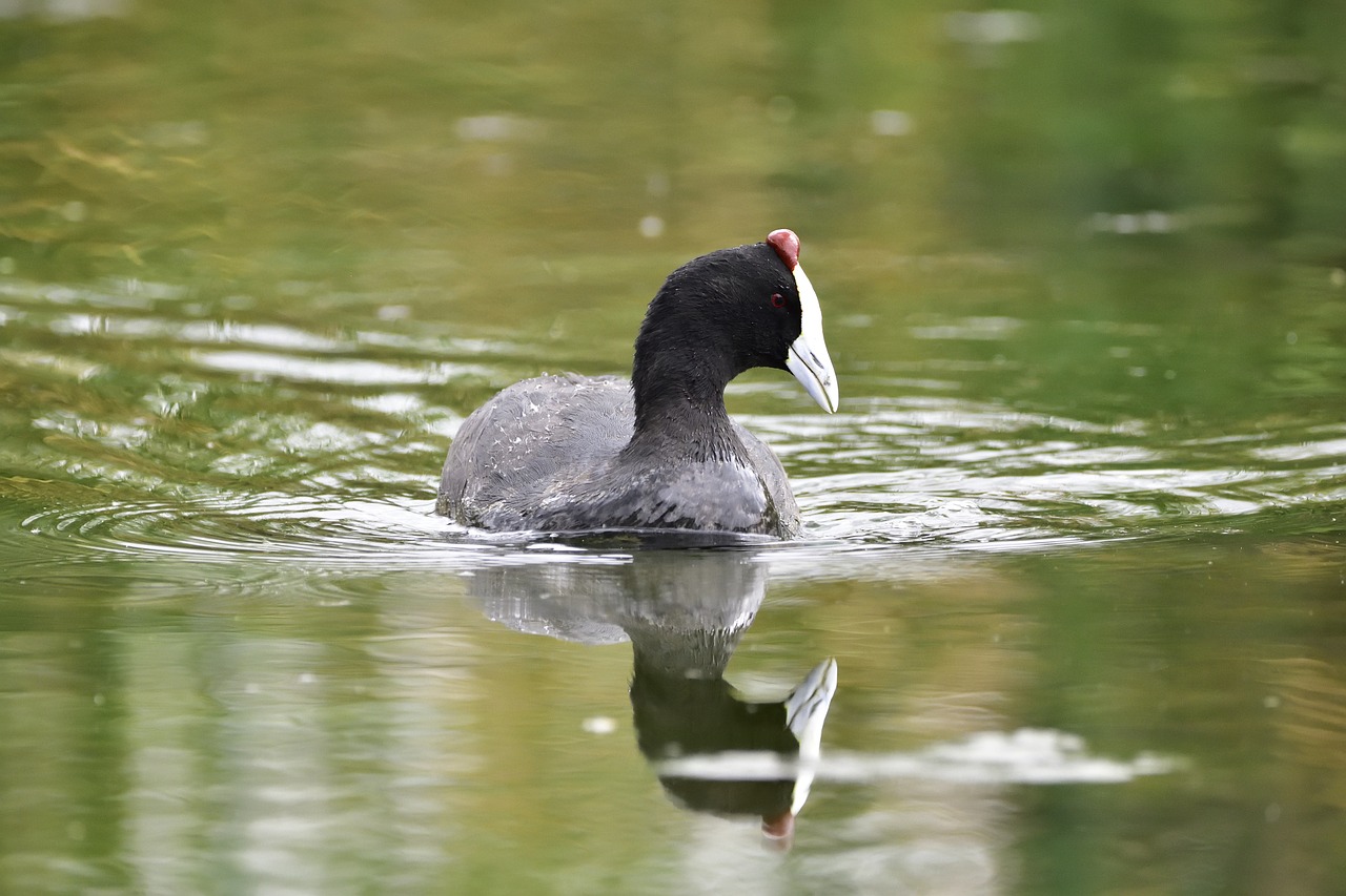 bird water reflection free photo