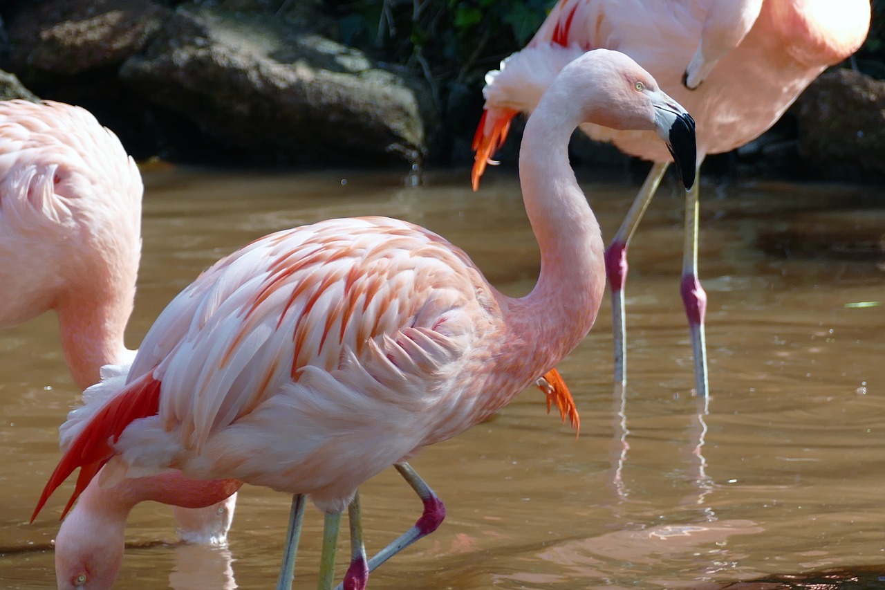 bird flamingo nature free photo
