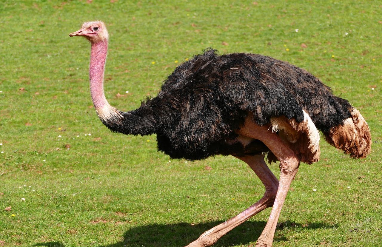 bird ostrich nature free photo