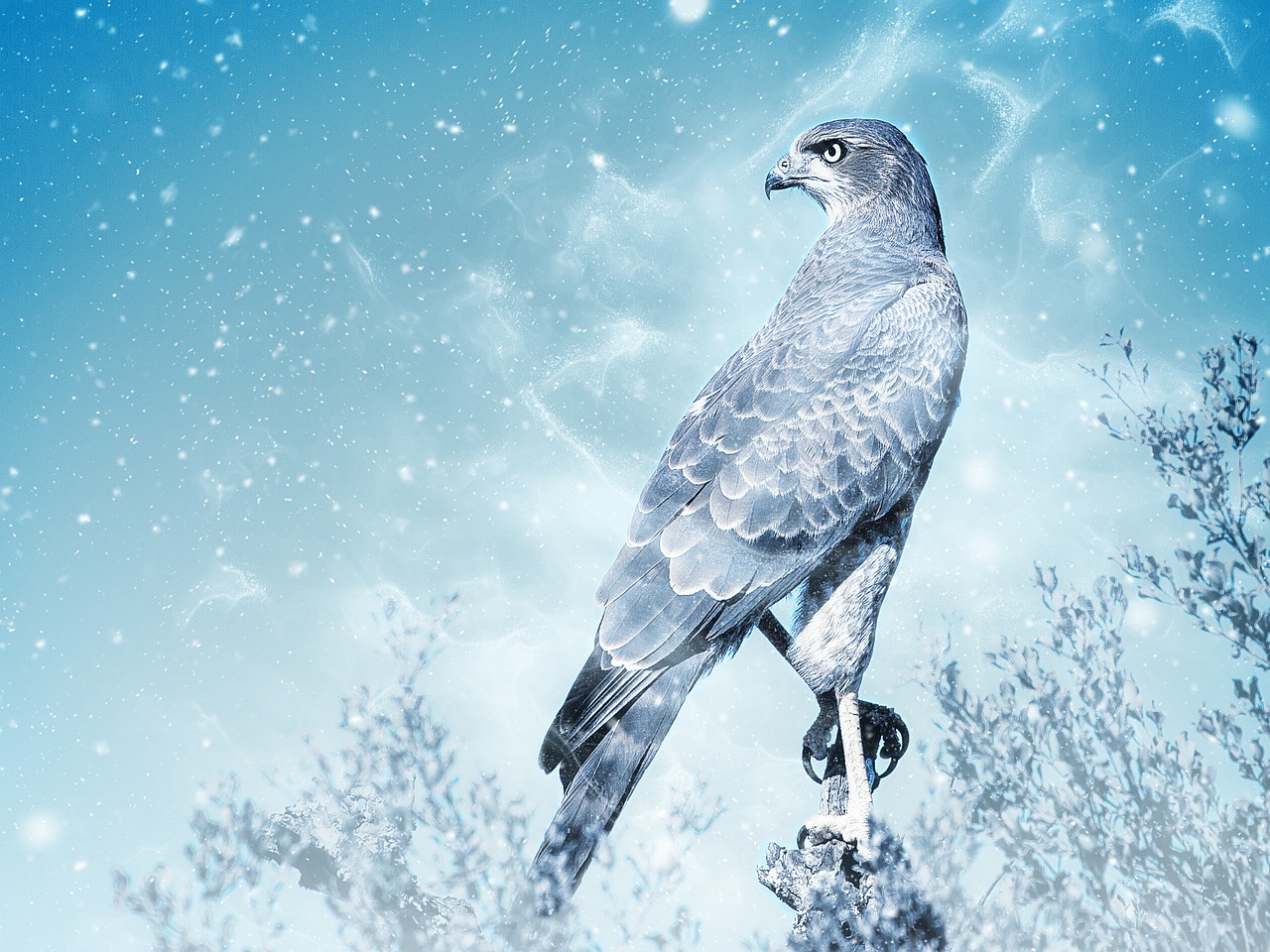 bird falcon snow free photo