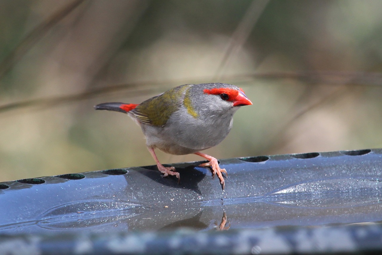 bird finch red-browed finch free photo