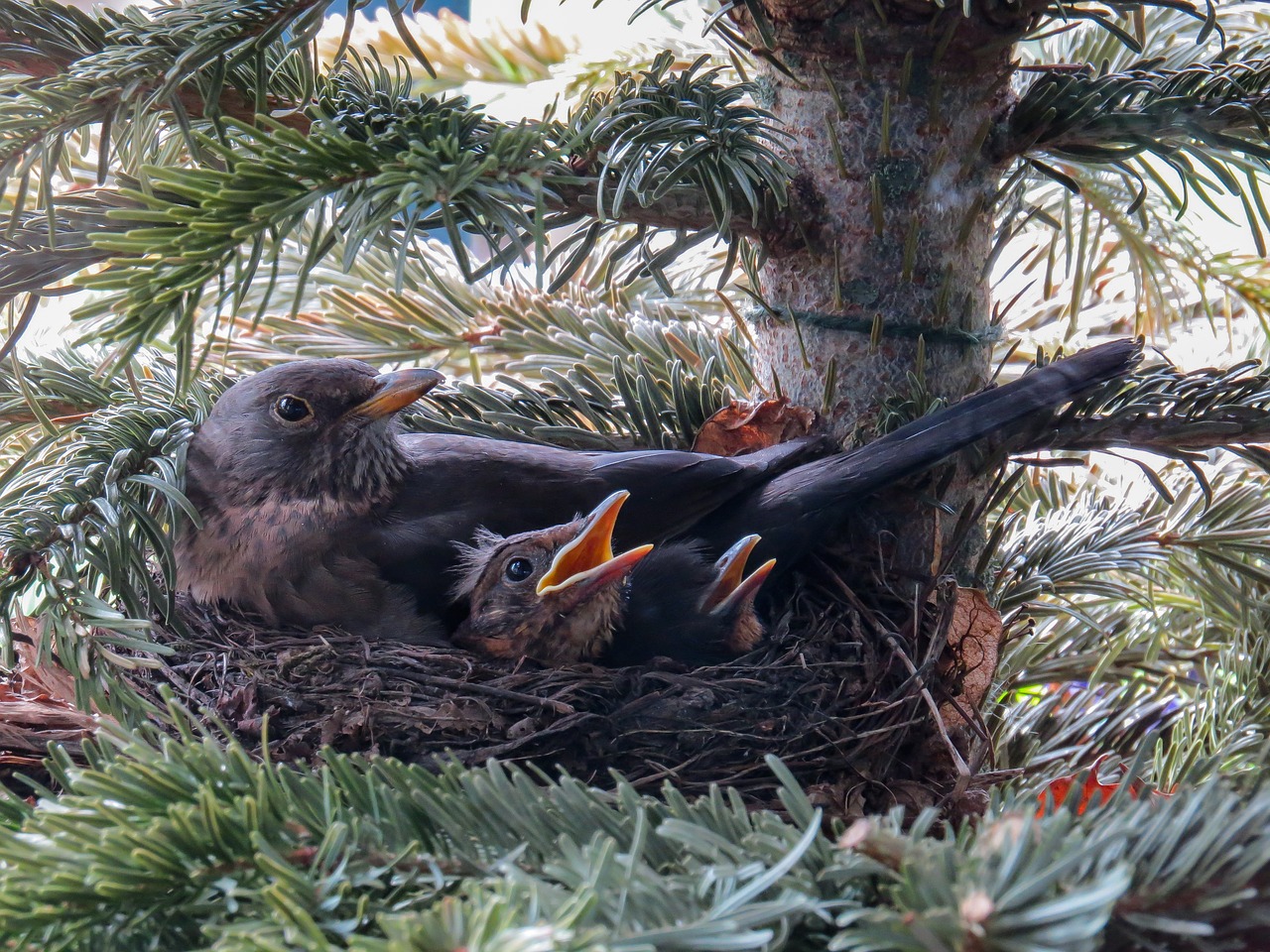 bird blackbird nest free photo