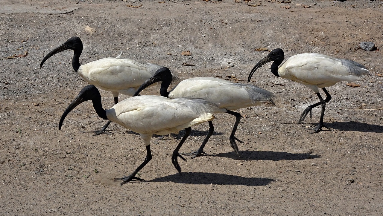 bird ibis black-headed ibis free photo