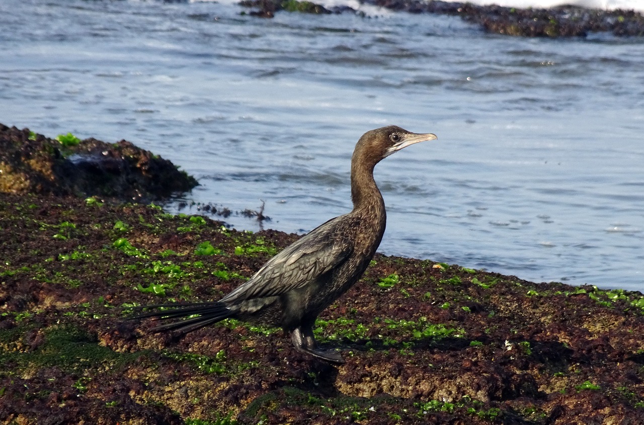 bird little cormorant microcarbo niger free photo