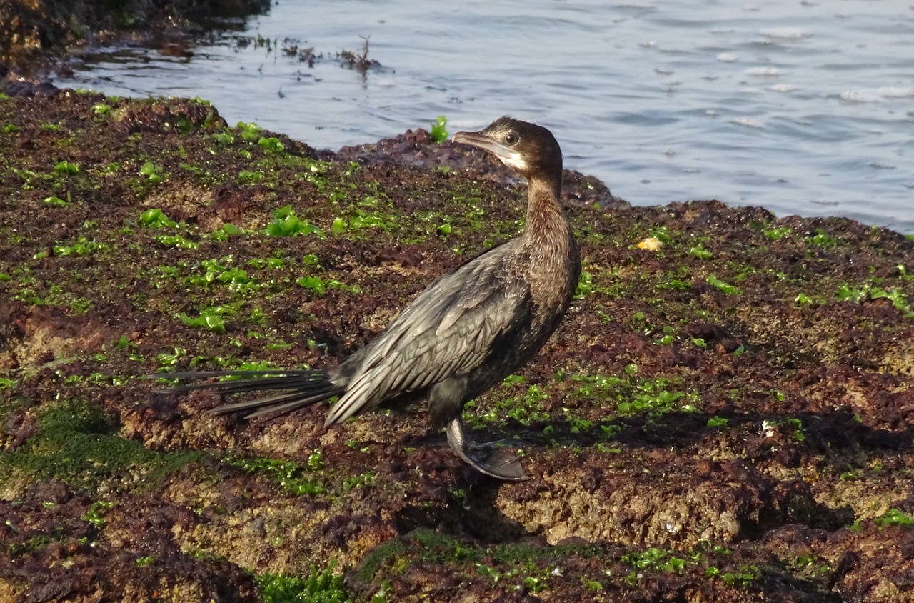 bird little cormorant microcarbo niger free photo
