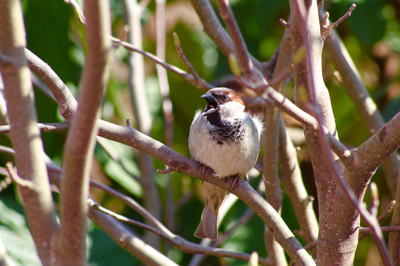 bird little happy free photo