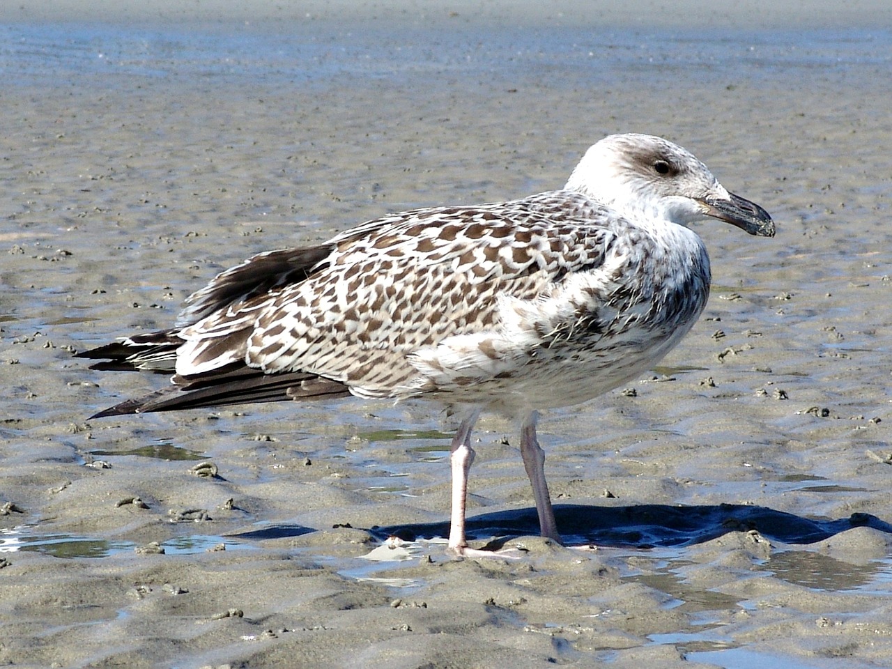 bird seagull sand beach free photo