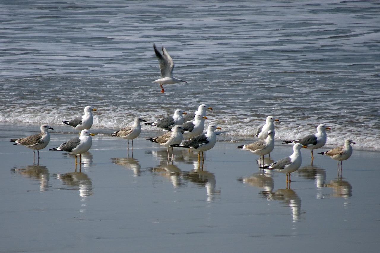 bird gull heuglin's gull free photo