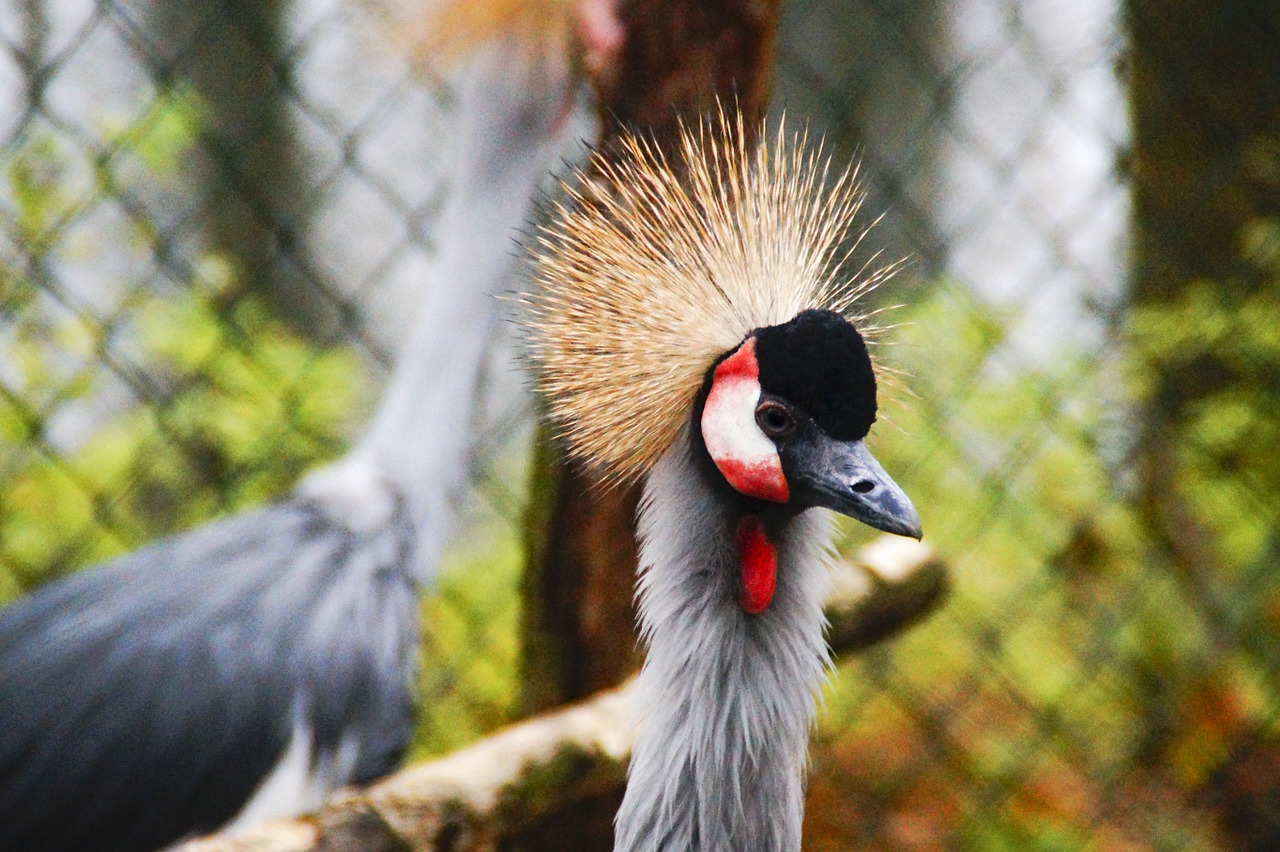 bird crane color free photo