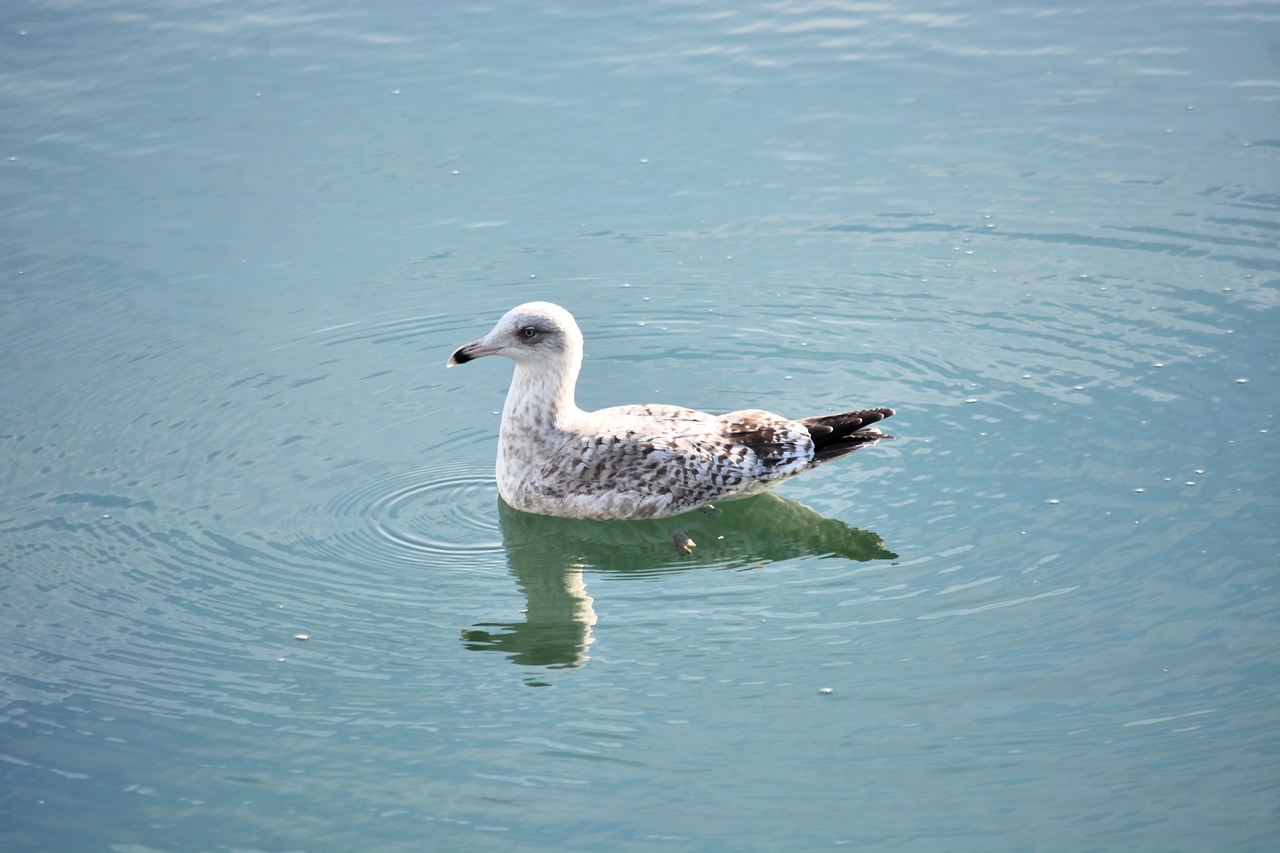 bird reflections water free photo