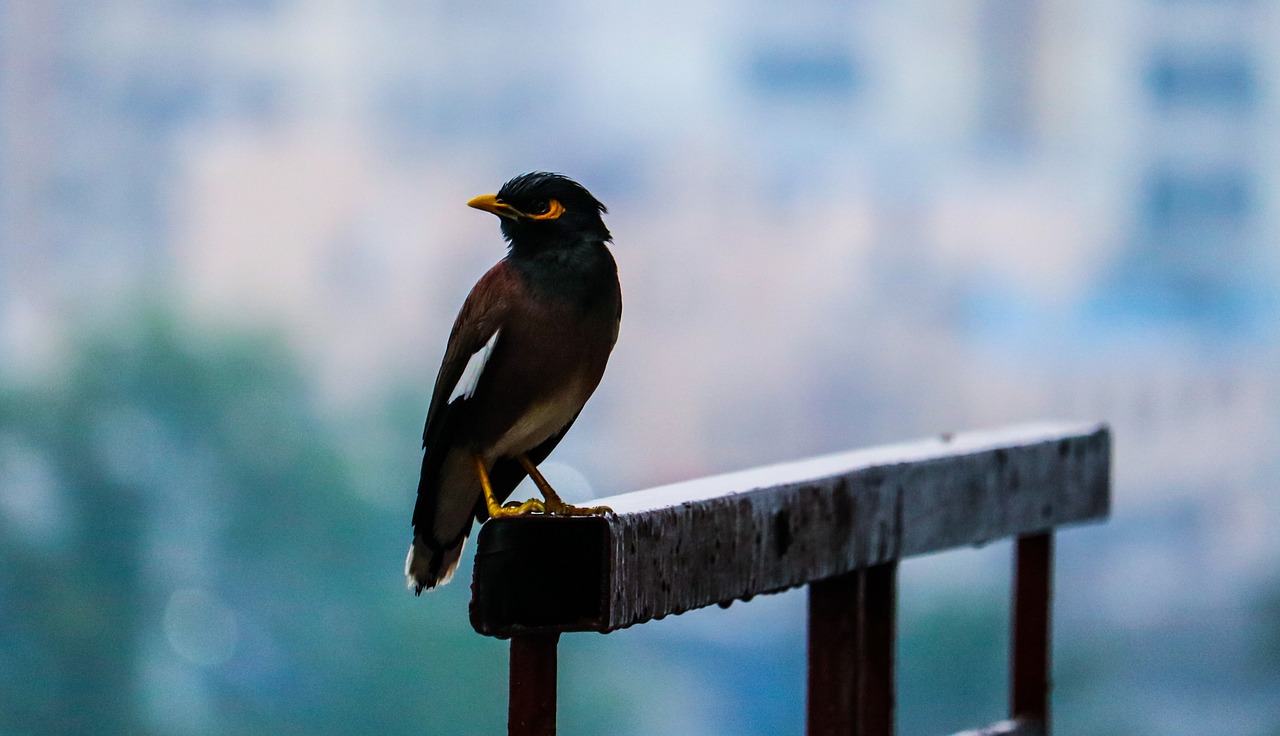 bird rainy day animal free photo