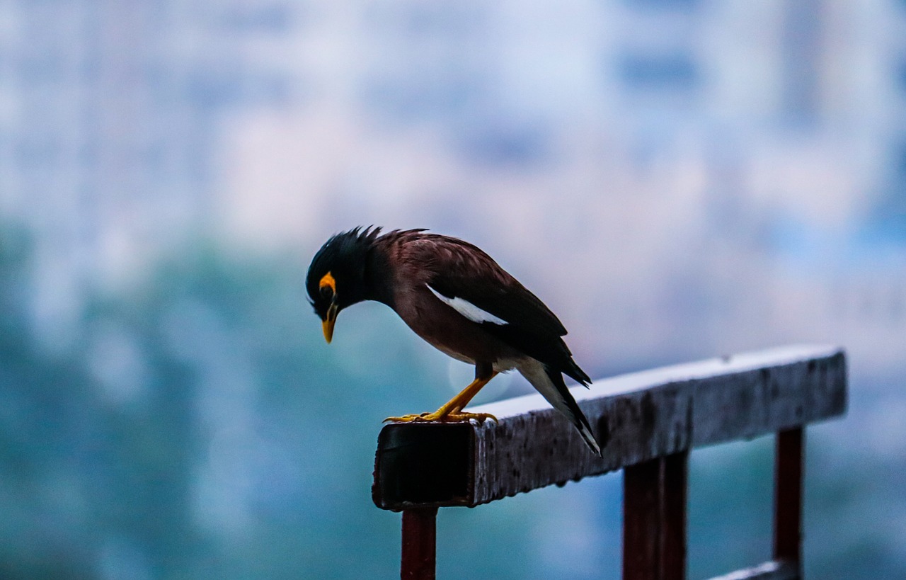 bird cloudy sky free photo