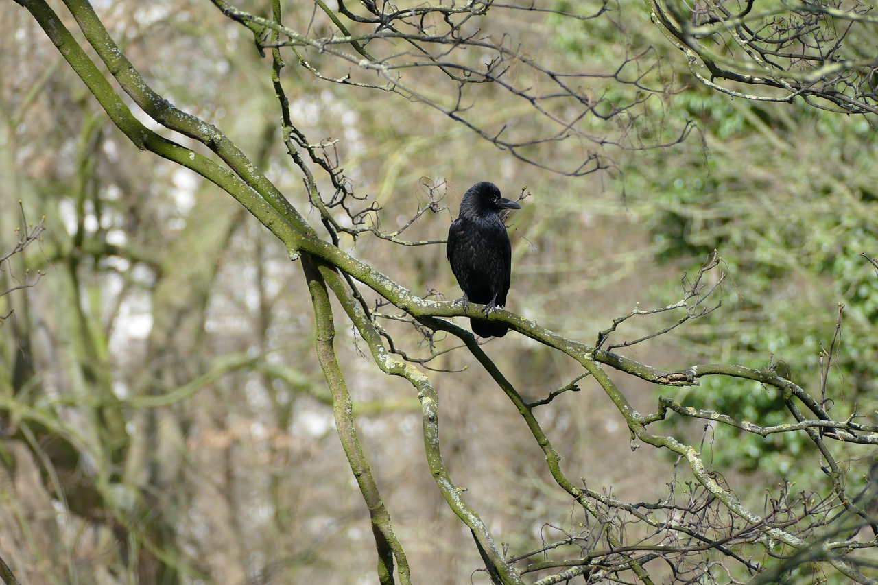 bird waiting for free photo