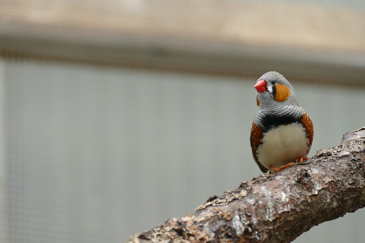 bird waiting for free photo