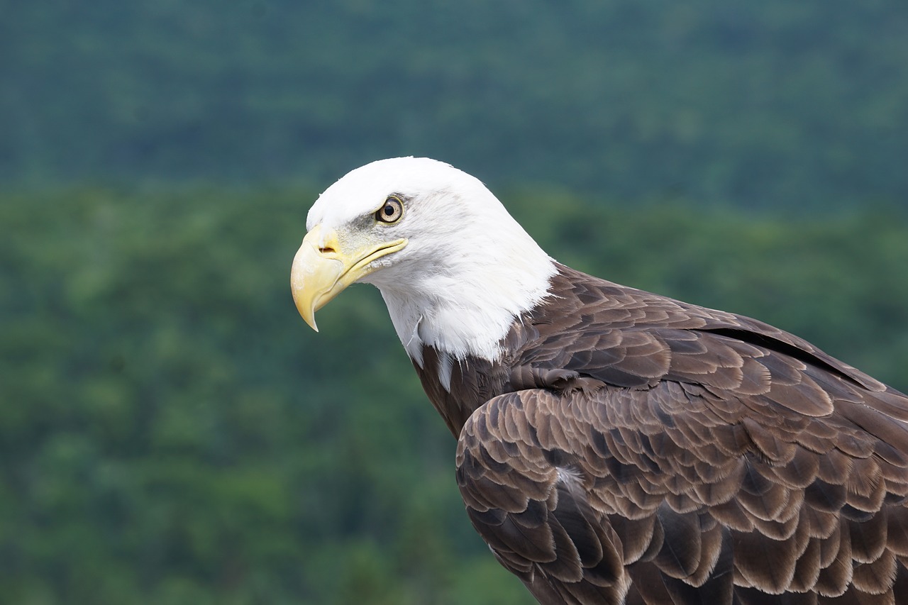 bird american eagle raptor free photo