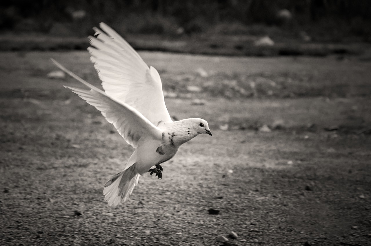 bird white pigeon free photo