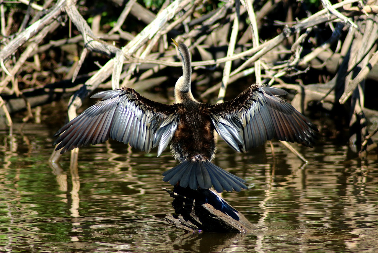 bird feathers river free photo