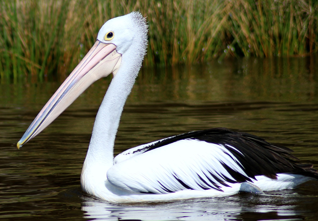 bird feathers river free photo