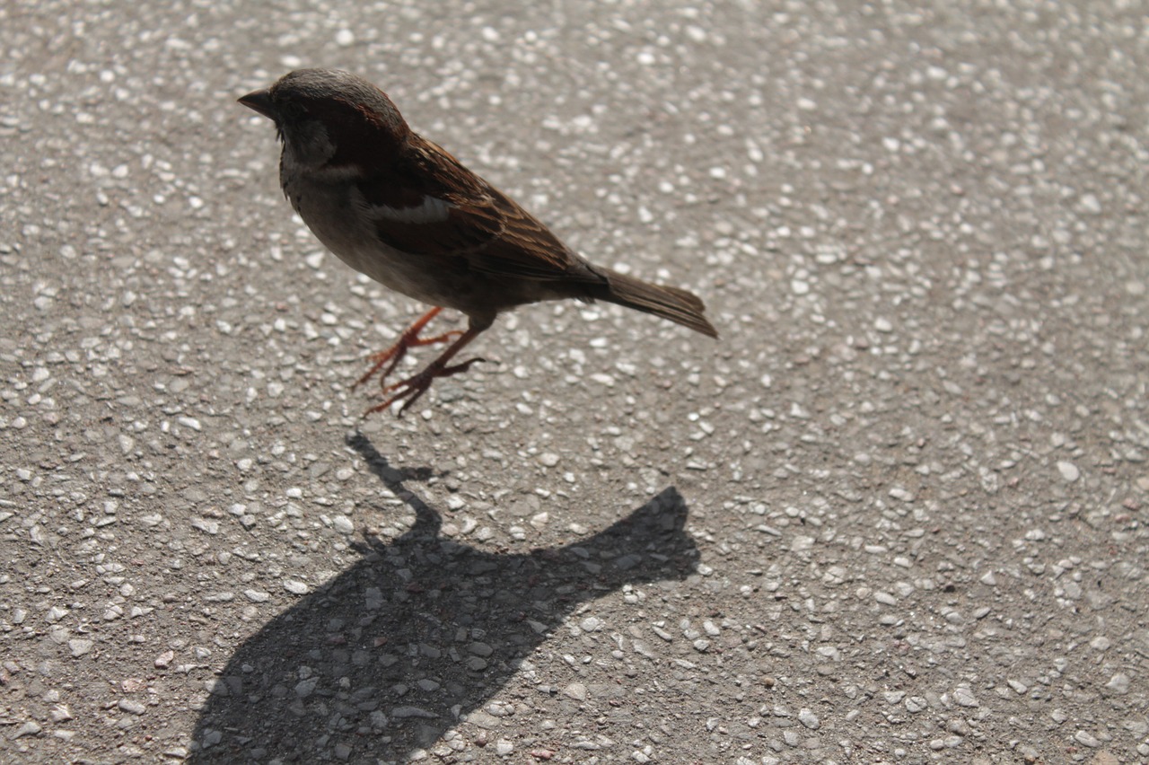 bird jumping nature free photo