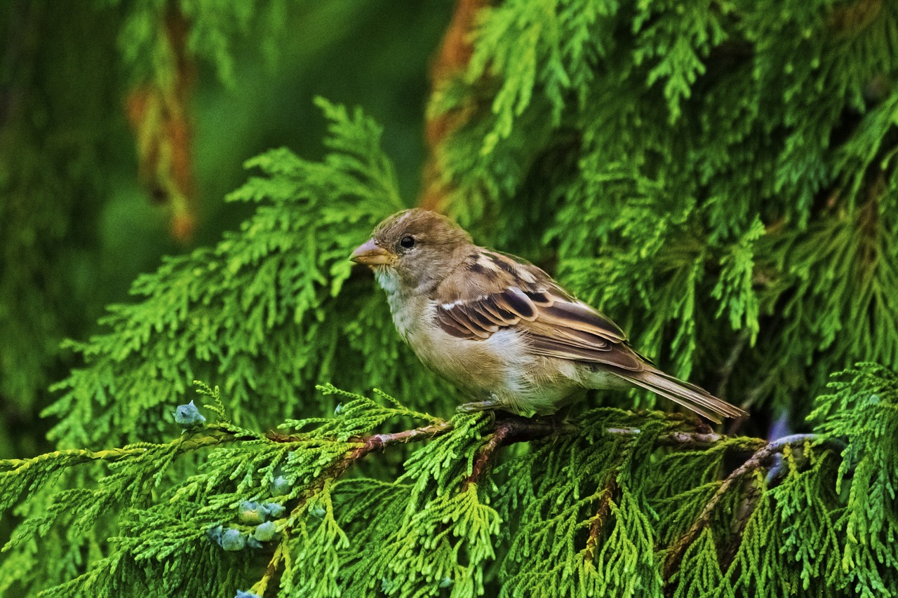 bird nature tree free photo