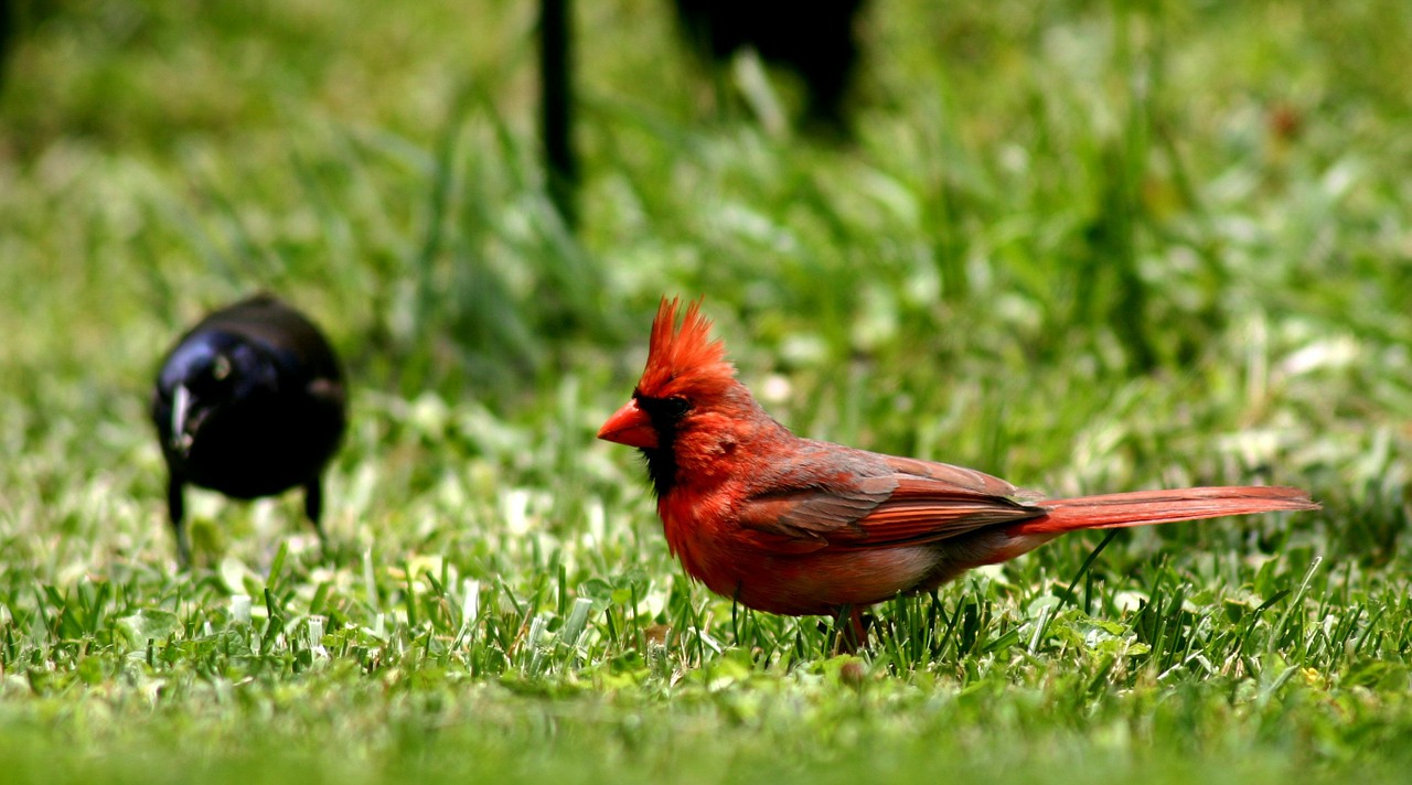 bird cardinal red free photo