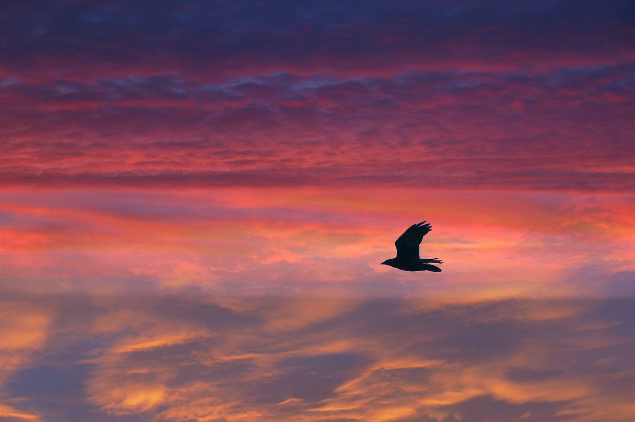 bird flying feathered free photo