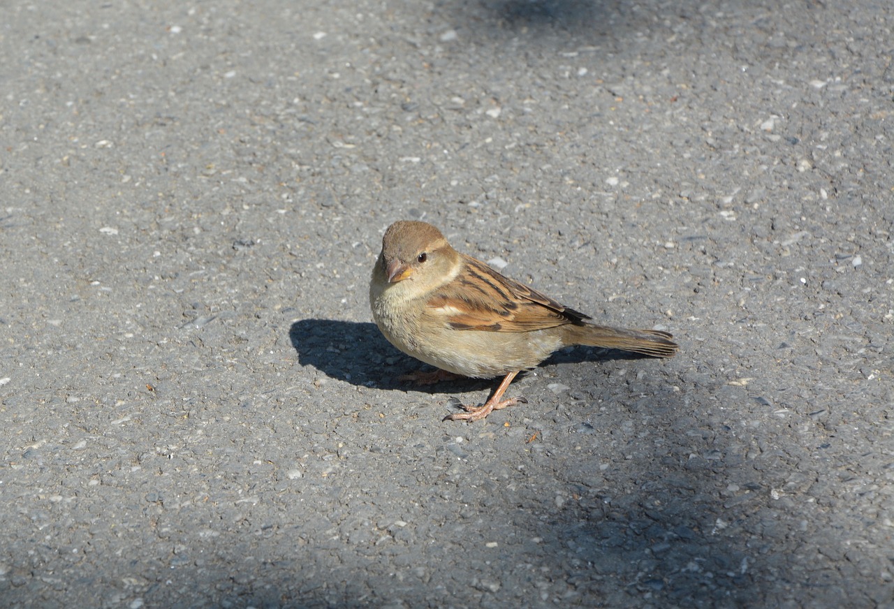 bird sparrow animal free photo