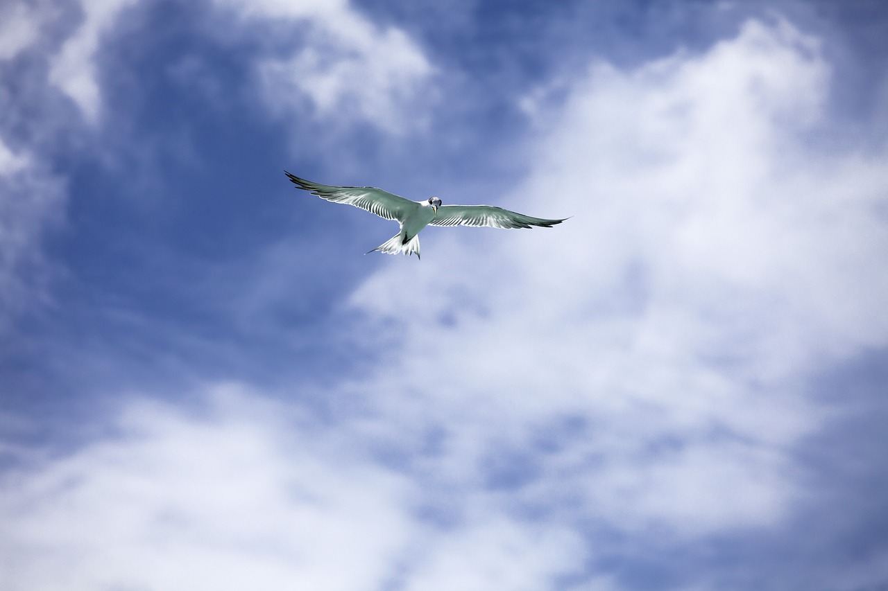 bird common tern flight free photo