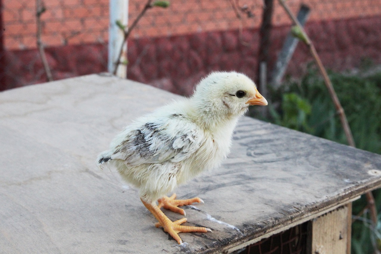 bird village chicken free photo