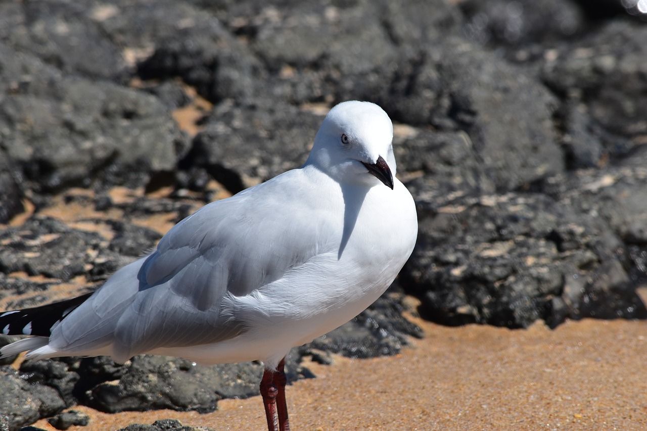bird white sea gull free photo