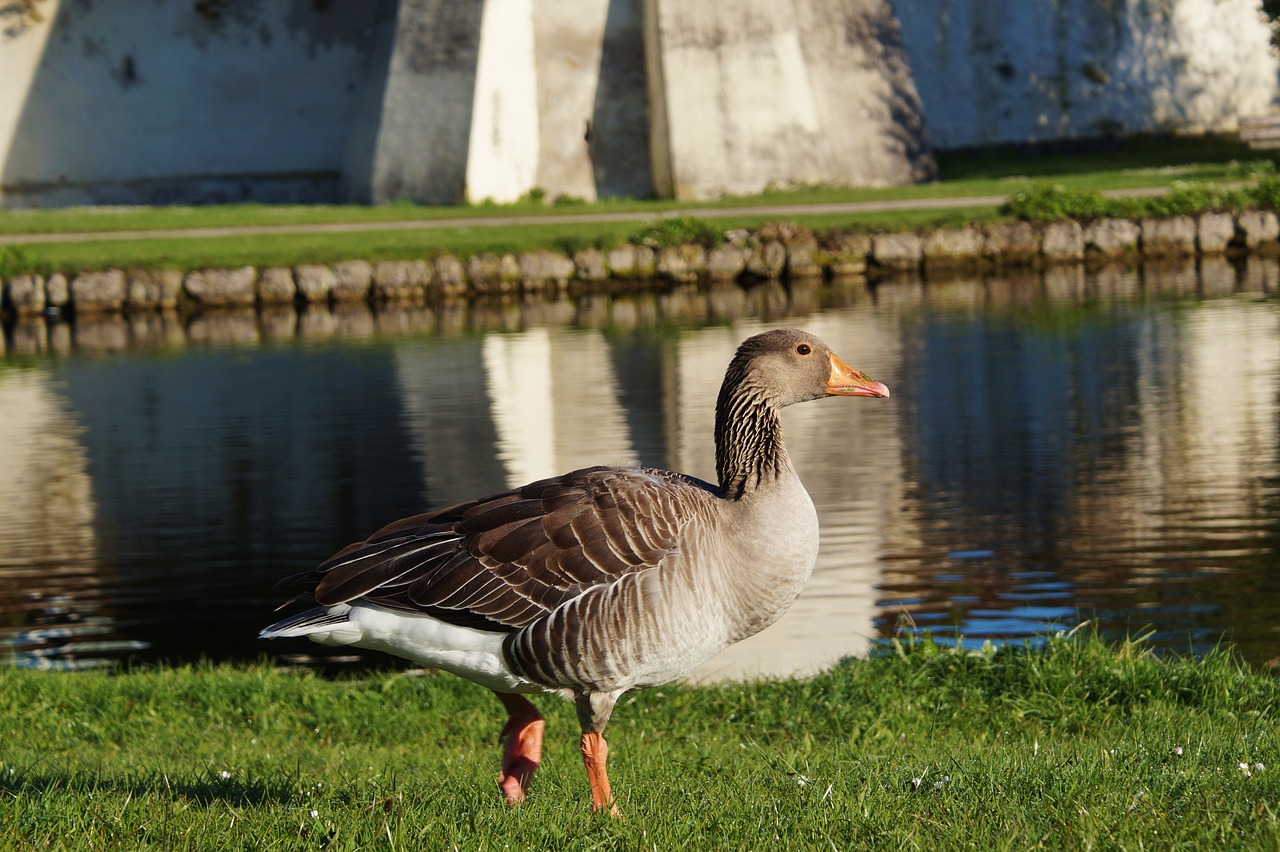 bird goose wild goose free photo