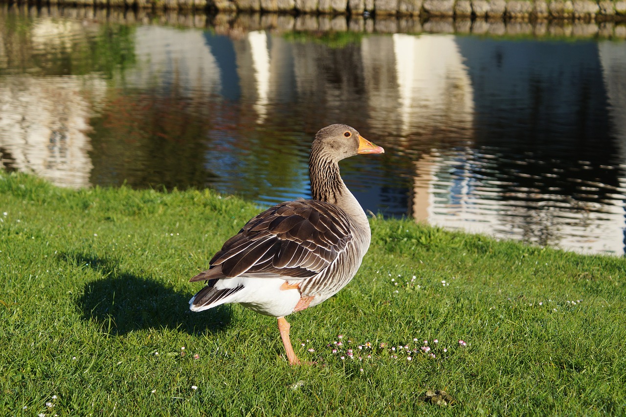 bird goose wild goose free photo