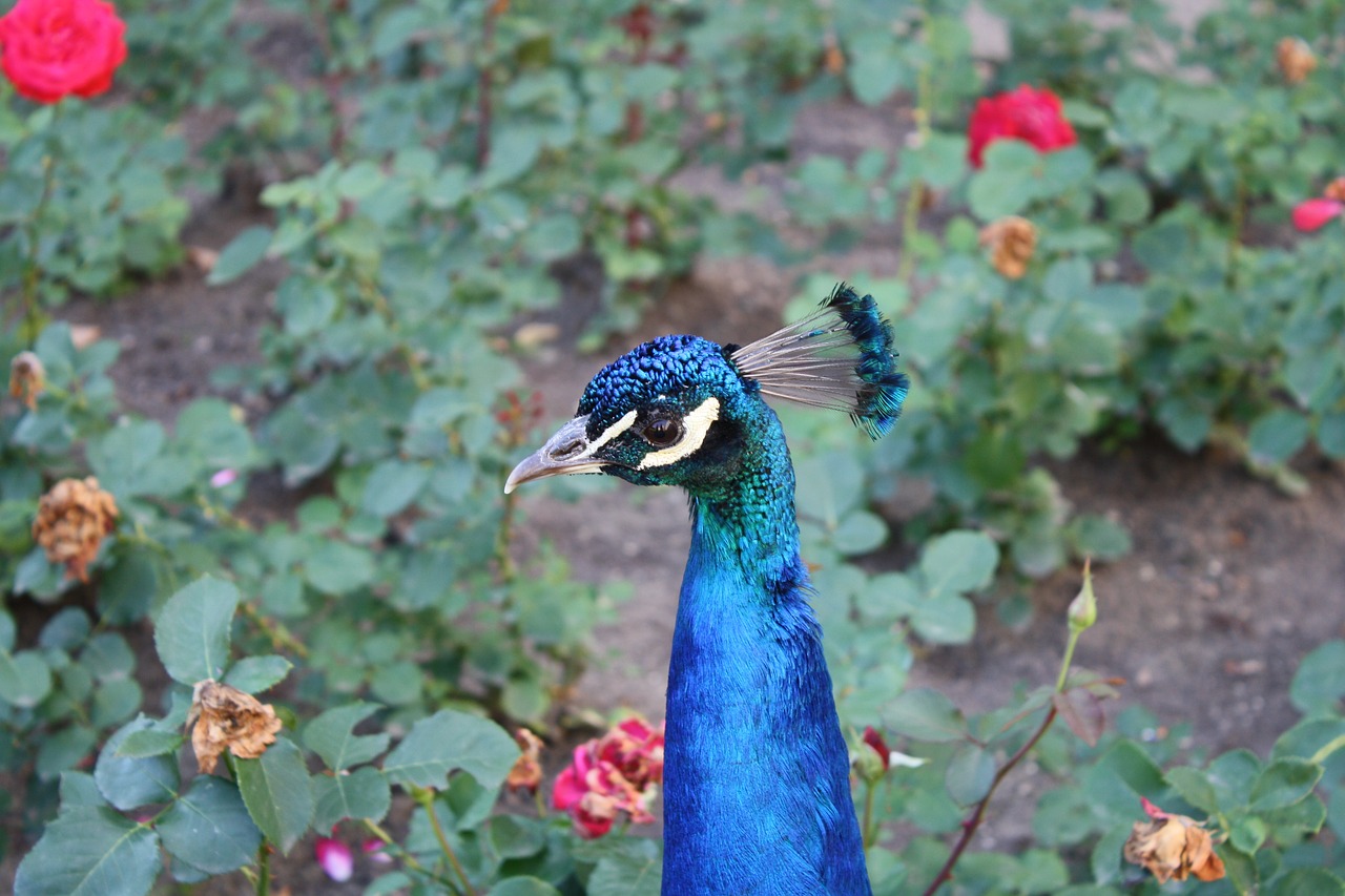 bird rose peacock free photo