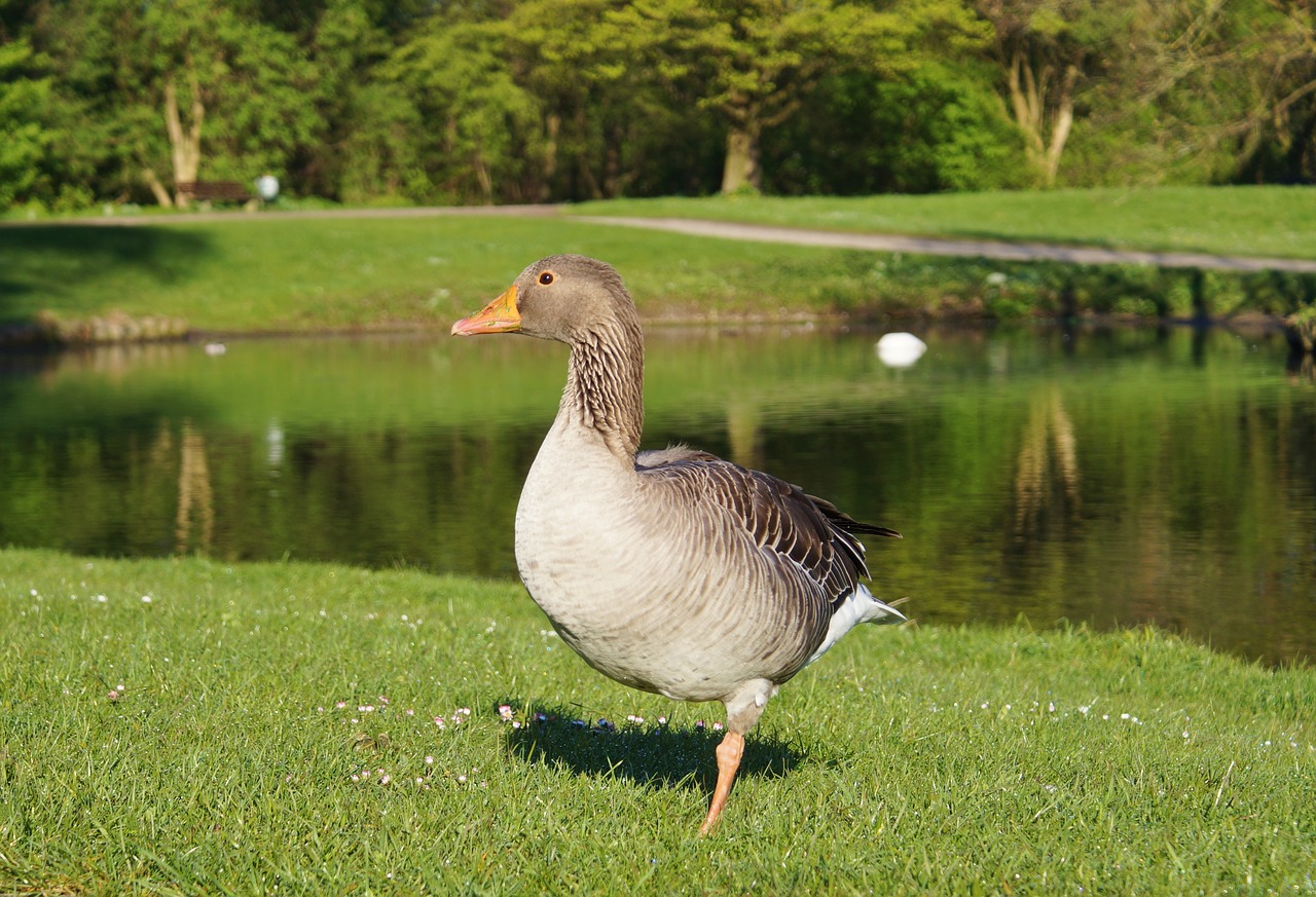 bird goose wild goose free photo