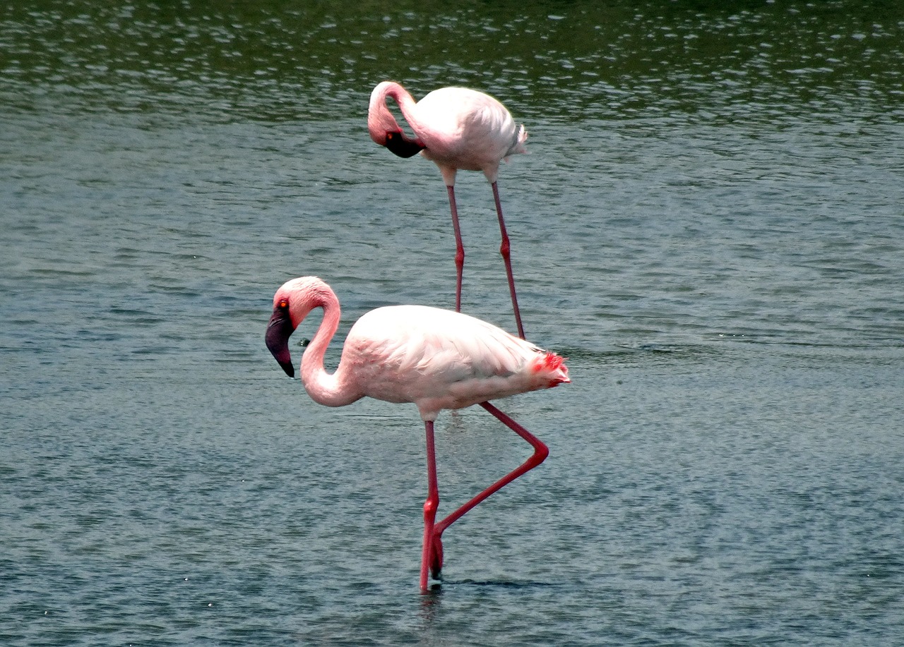 bird lesser flamingo phoeniconaias minor free photo