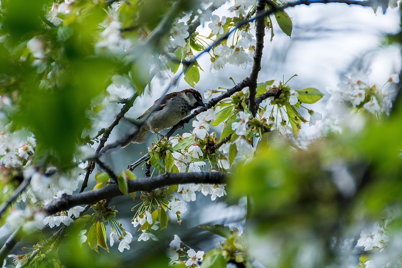 bird sparrow young free photo