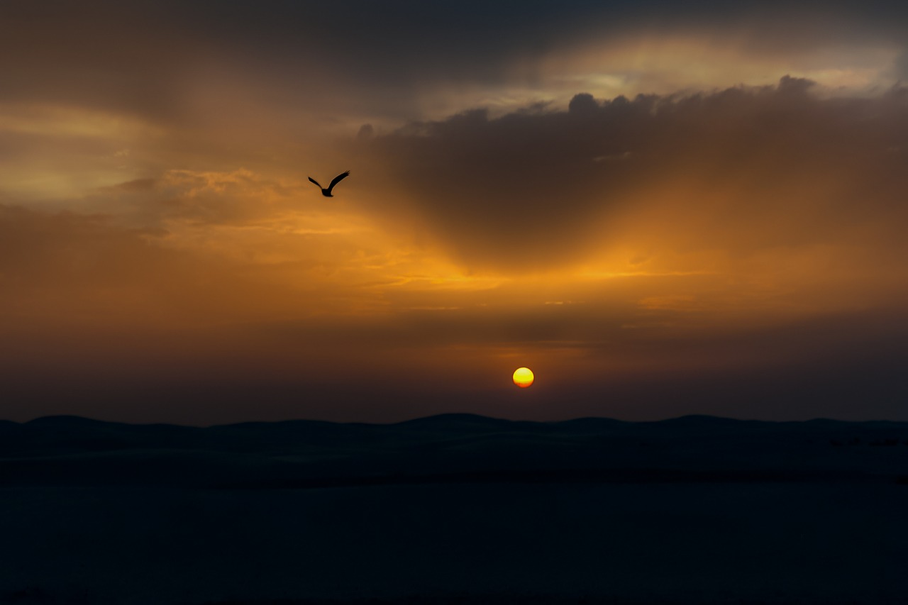 bird sunset sun free photo