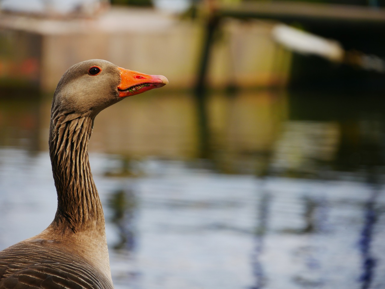 bird bill goose free photo