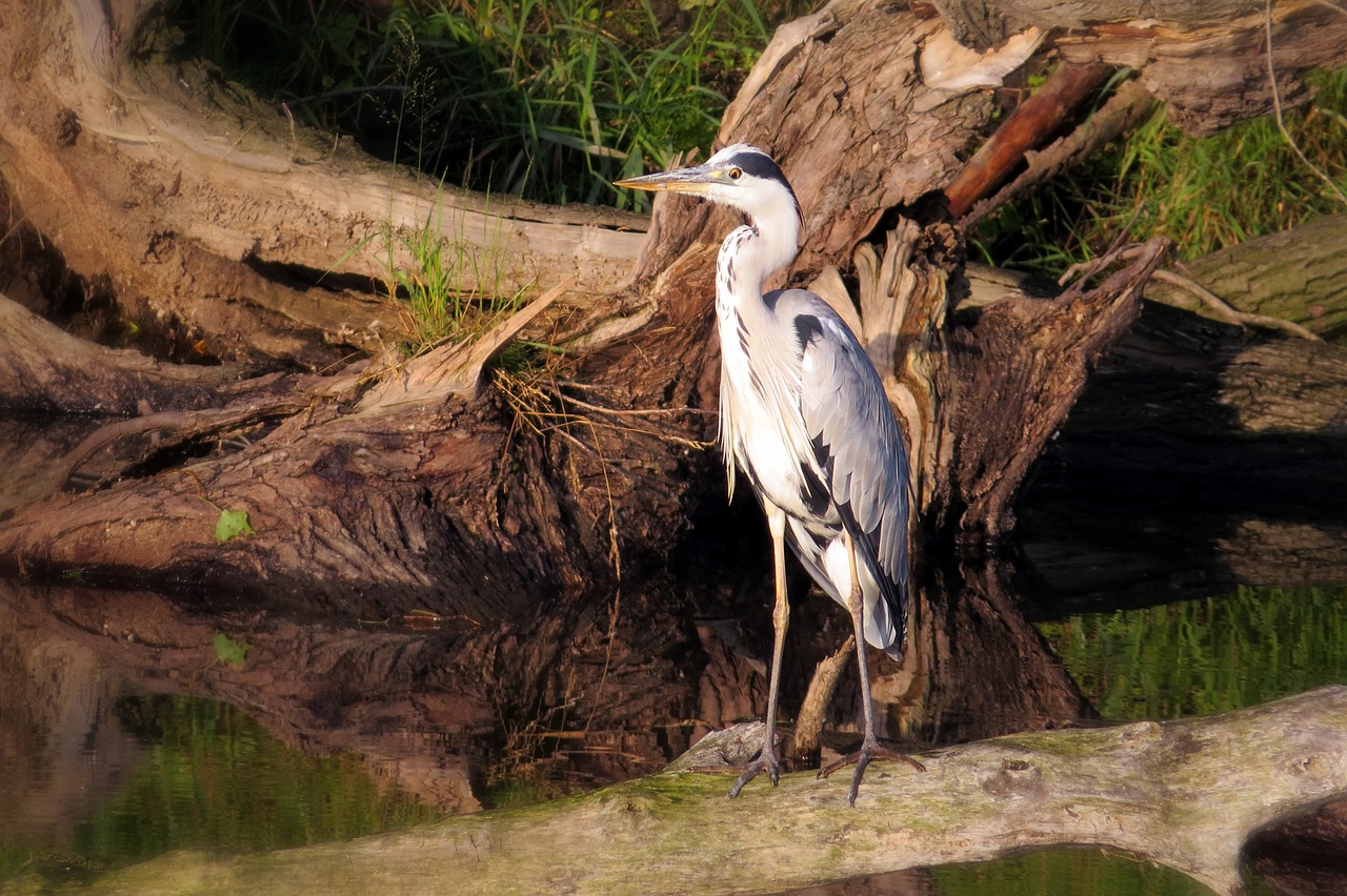 bird heron grey heron free photo